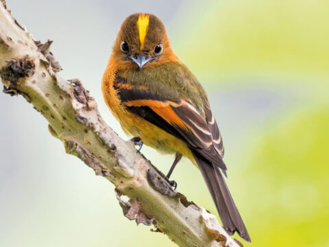 Orange-olive-dark-brown bird with a yellow stripe from bill over the head, stands on a branch and looks at the camera.