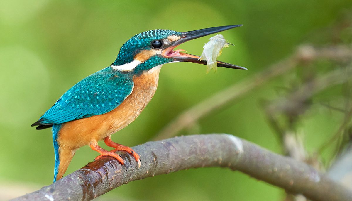 A turquoise and orange bird with orange feet and a large bill eating a fish while perched on a branch.