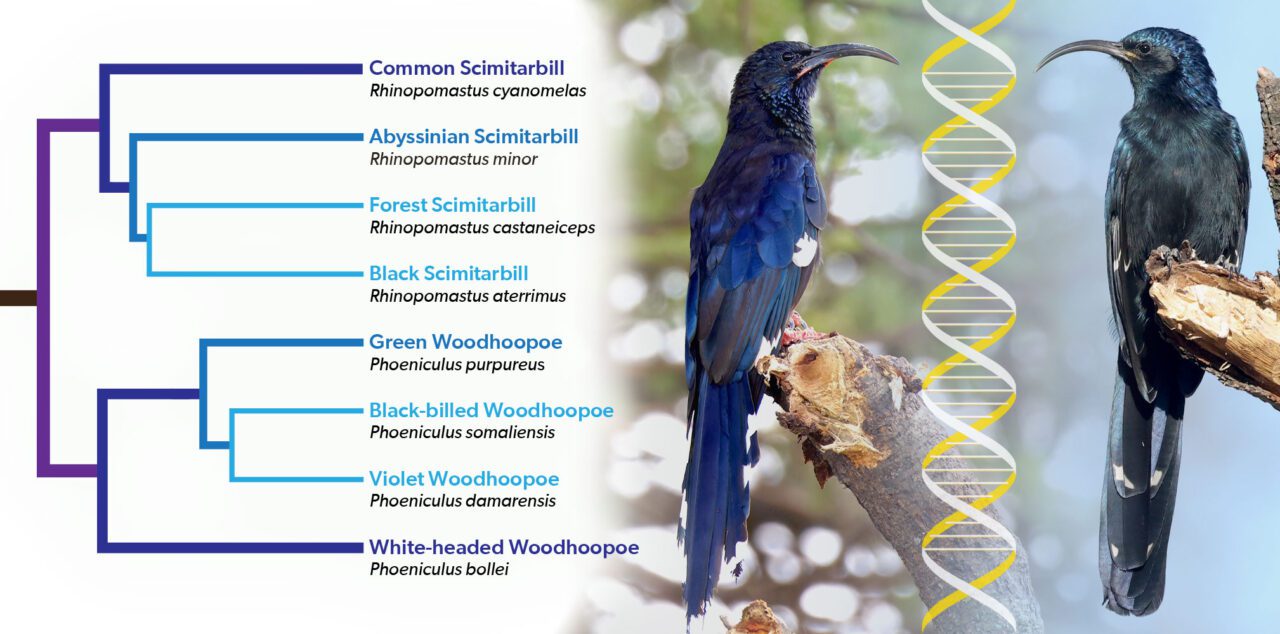 A clade diagram of avian evolution with images of two perched birds with long blue-black bodies and long, curved bills.