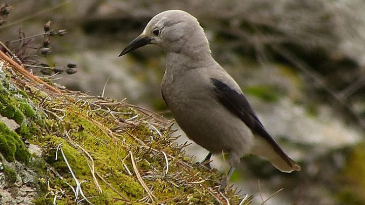 Clark's Nutcrackers may store tens of thousands of seeds every year. Photo by Mike Wisnicki via Birdshare.