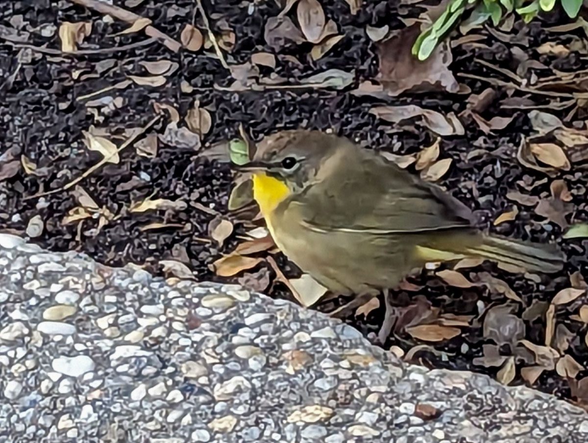 Brown/olive little bird with a yellow throat on the ground.