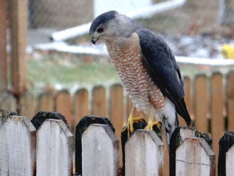 A hawk stands on a backyard fence looking down.