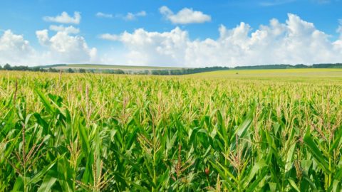 a cornfield beneath a blue sky with fluffy white clouds