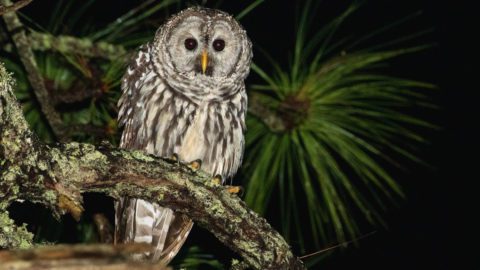 Cinereous Owl by Antonio Robles/Macaulay Library.