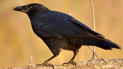 Crows have been hit hard by West Nile Virus. photo by Ellen F via Birdshare.