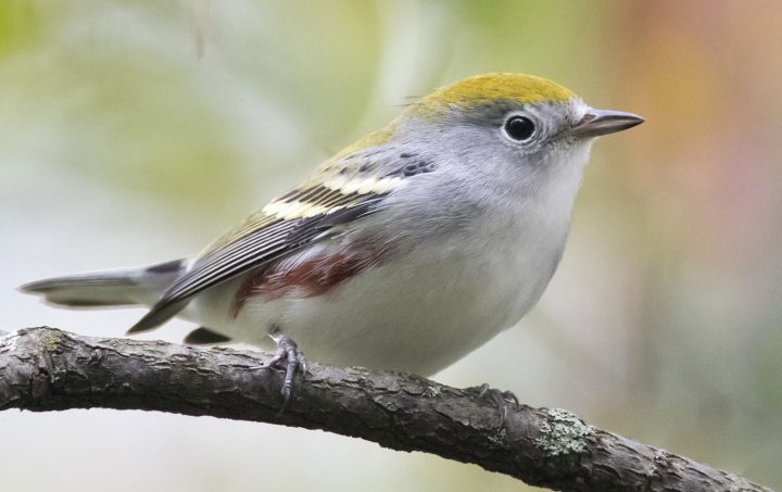 Chestnut-sided Warbler by Brendan Klick/Macaulay Library