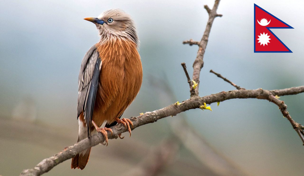 Chestnut-tailed Starling by Ian Hearn/Macaulay Library