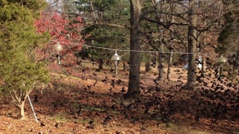 A flock of Red-winged Blackbirds descend on the feeders. Photo by Joshua Cutler.