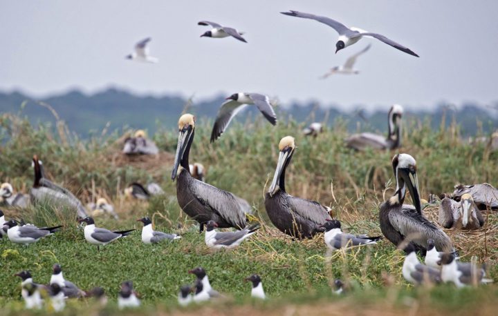 Brown Pelicans and Laughing Gulls on Deveaux Bank