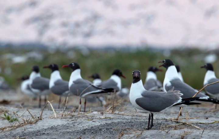 Laughing Gulls