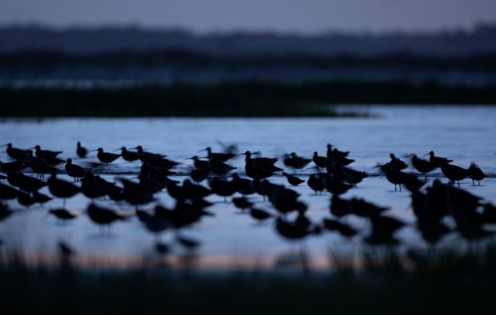 Whimbrels at their evening roost.