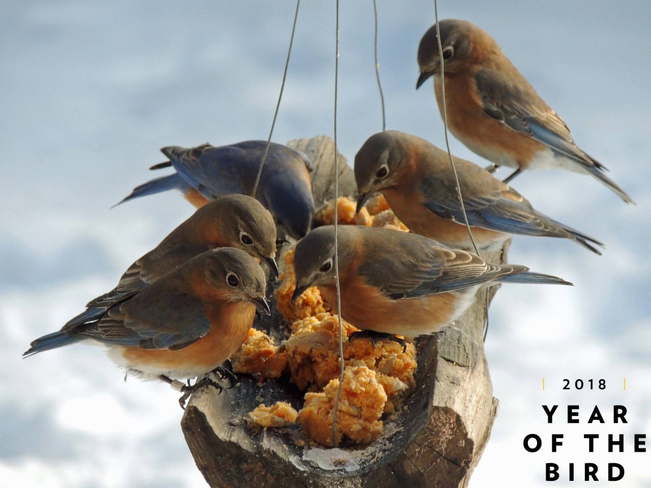 Eastern Bluebirds by Tami Gingrich/GBBC.