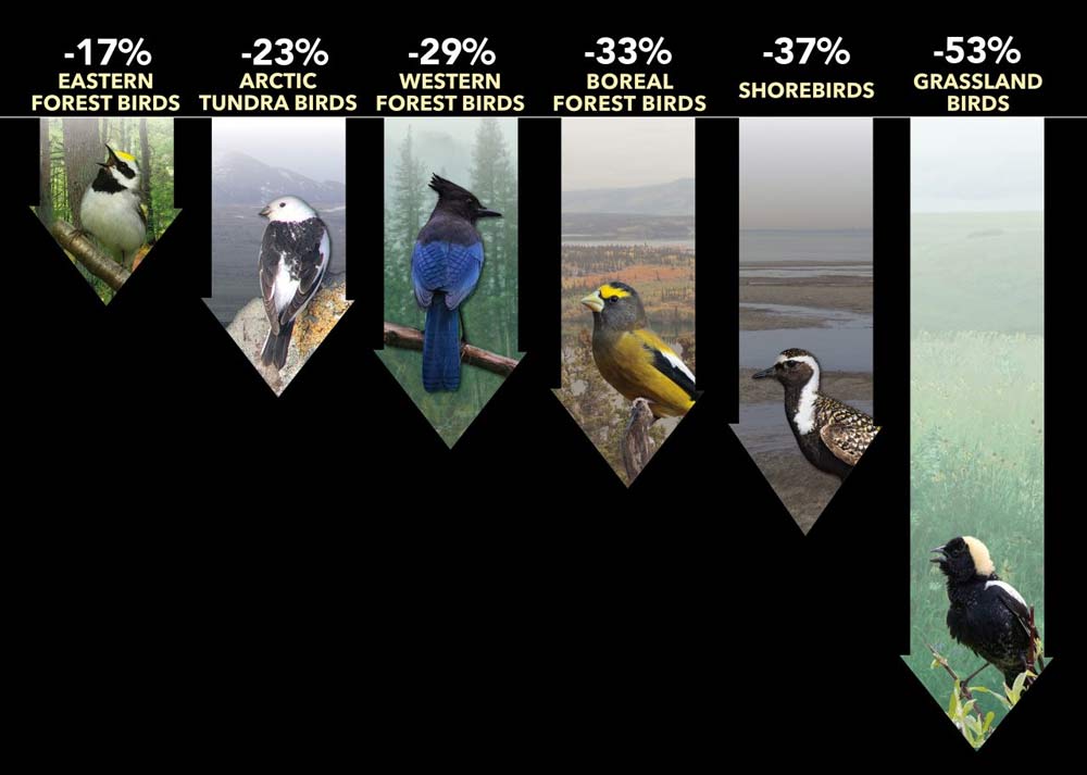 declines in many groups of North American birds