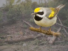 A yellow, white, gray and black bird on top of an image of a hillside with downed trees.