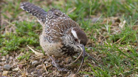 A Cactus Wren with a deformed bill. Photo by Joan Gellatly via Birdshare.