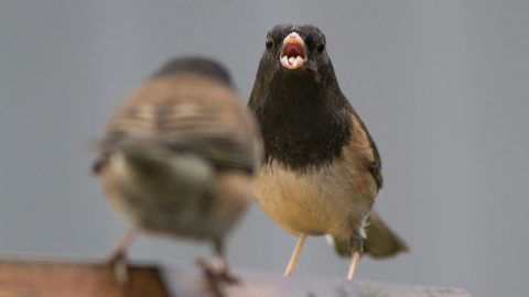 Dark-eyed Juncos by Chris Matthews Sr. via PFW