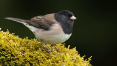 Dark-eyed Junco by Gerrit Vyn.