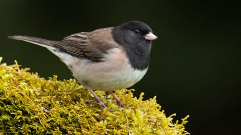 Dark-eyed Junco by Gerrit Vyn.