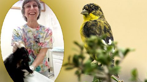 DJ volunteering at the Wildlife Center of Silicon Valley. Photo by Jean Higham-Sergeant. Lesser Goldfinch by Luv4theNaturalWorld