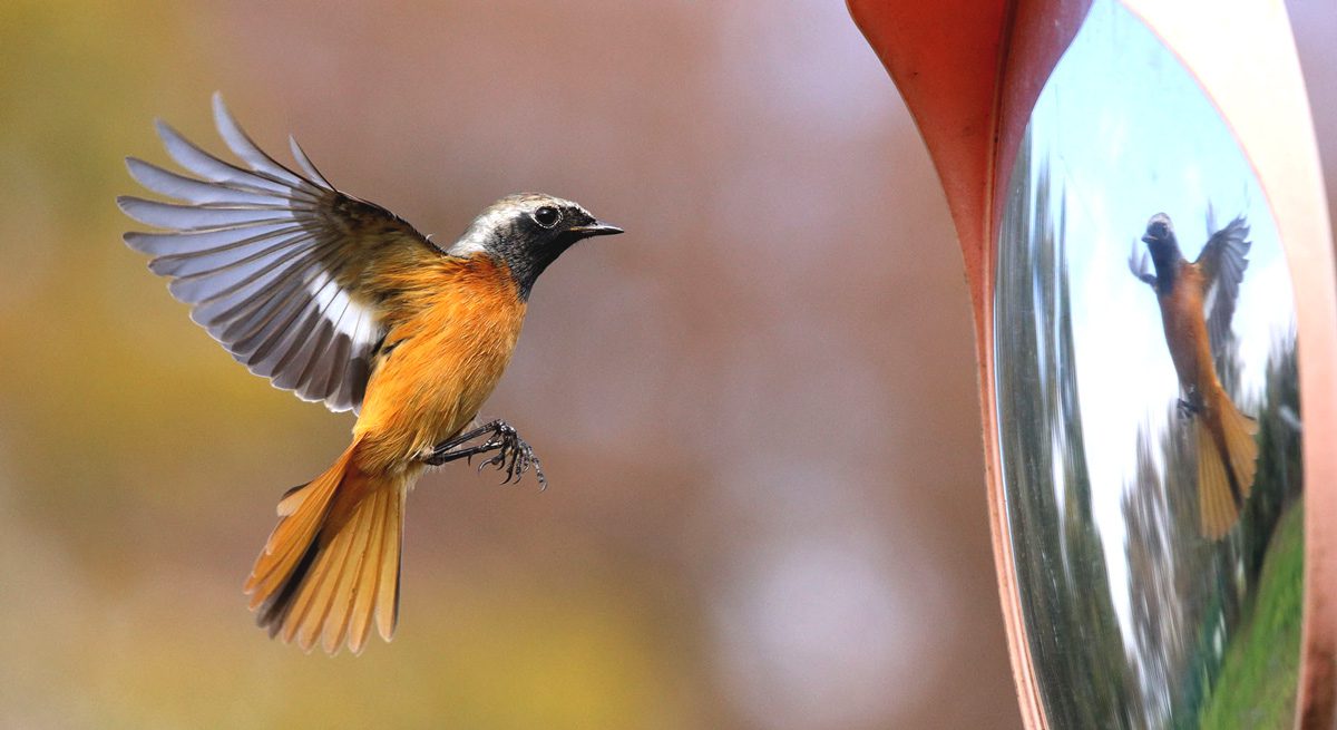 Orange, black and white bird flies in front a mirror.