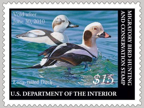 2009 migratory bird hunting and conservation stamp featuring a pair of Long-tailed Duck by Joshua Spies