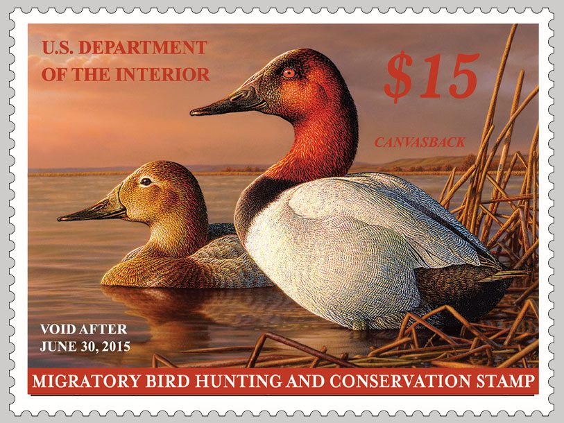 The 2014-2015 Federal Duck Stamp, featuring a pair of Canvasback.