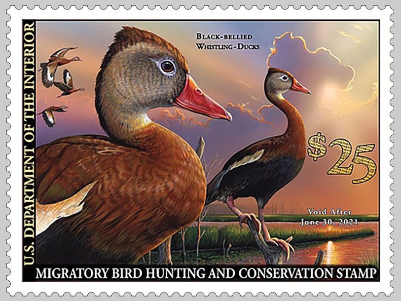 The 2020-2021 Federal Duck Stamp, featuring Black-bellied Whistling-Ducks.