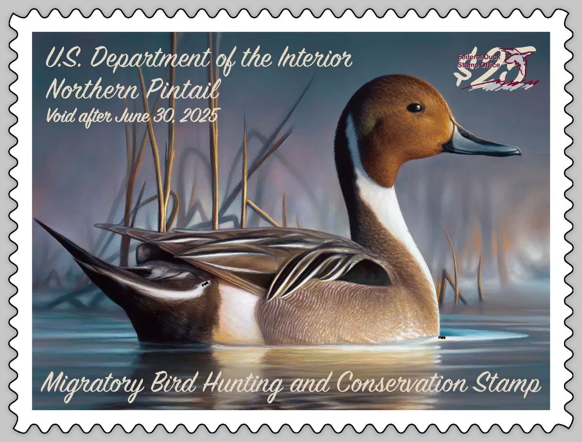 The 2024-2025 Federal Duck Stamp, featuring a Northern Pintail.