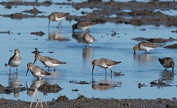 dunlins in a california rice field