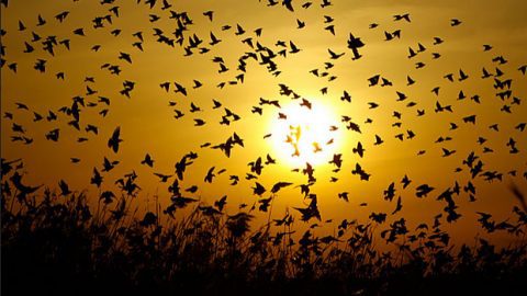 Many birds form flocks. Here, European Starlings fly in a flock at dusk. Photo by Ariel Leshinsky via Birdshare.