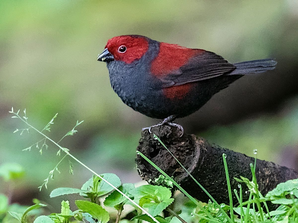 a small red-and-black finch perches among short green plants