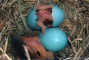 Eastern Bluebird chick hatching