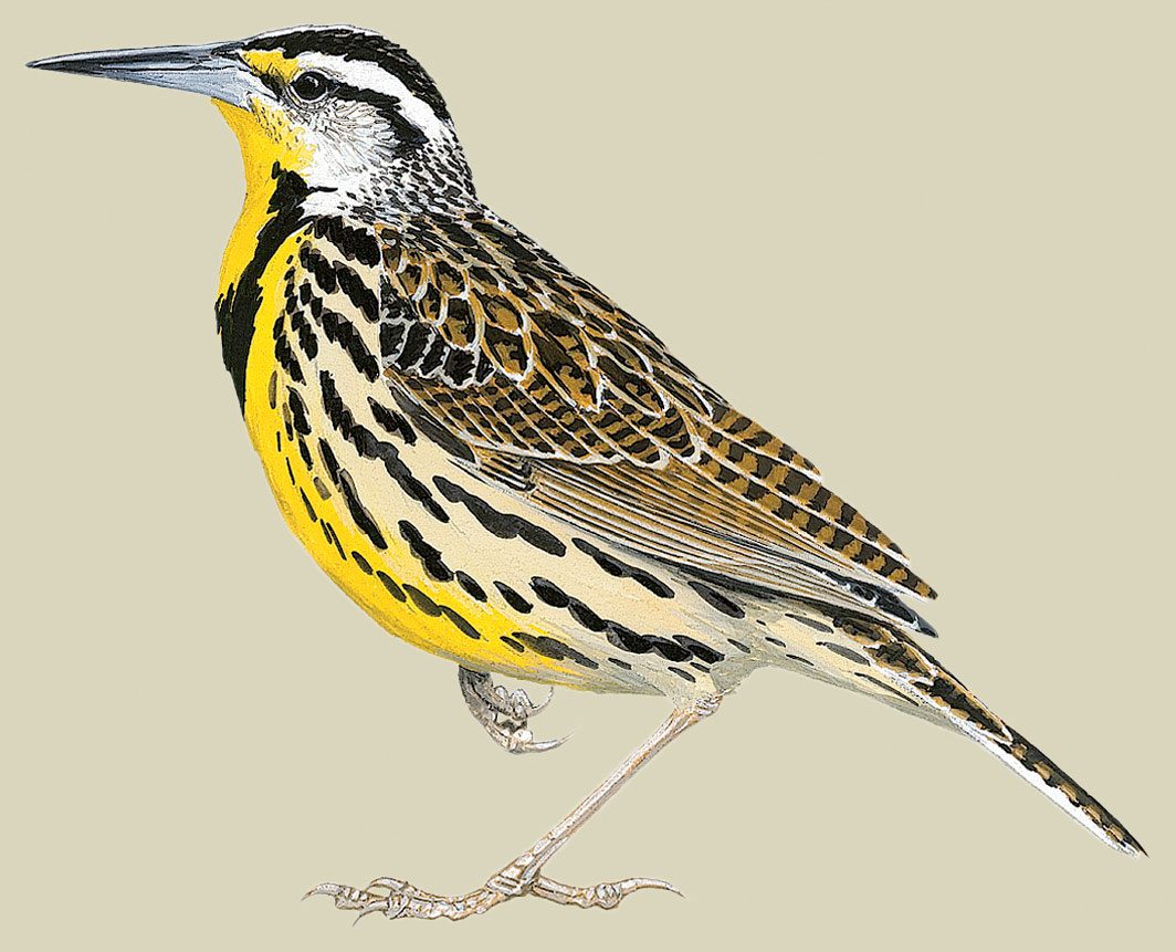 Illustration of a yellow, black and brown patterned bird with long legs and a black and white striped head.