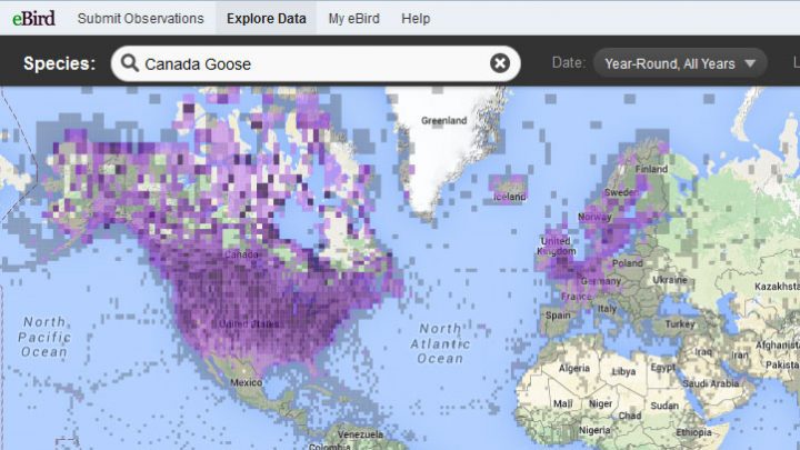 eBird is a great place to find out a bird's correct name.