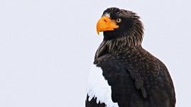 Steller’s Sea-Eagle