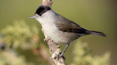 Eurasian Blackcap by Sérgio Correia/Macaulay Library.