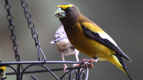 Evening Grosbeak by Lori Aull