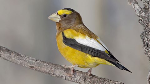 Evening Grosbeak by Raymond Lee via Birdshare.