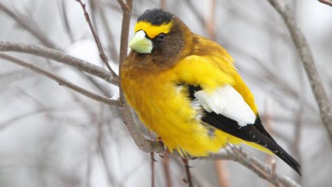 Evening Grosbeak Coccothraustes vespertinus © Christoph Moning/Macaulay Library eBird