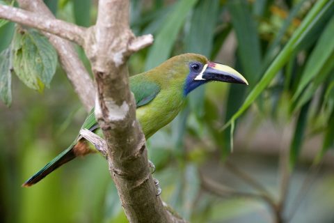 Emerald Toucanet in Costa Rica