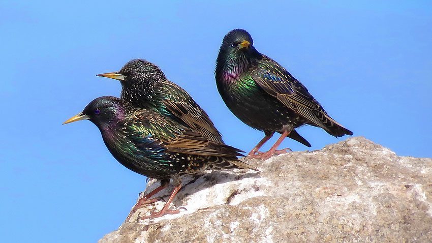 European Starlings