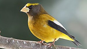 Evening Grosbeak by Ted Schroeder