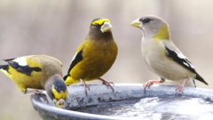 2 male and 1 female Evening Grosbeaks at a frozen birdbath