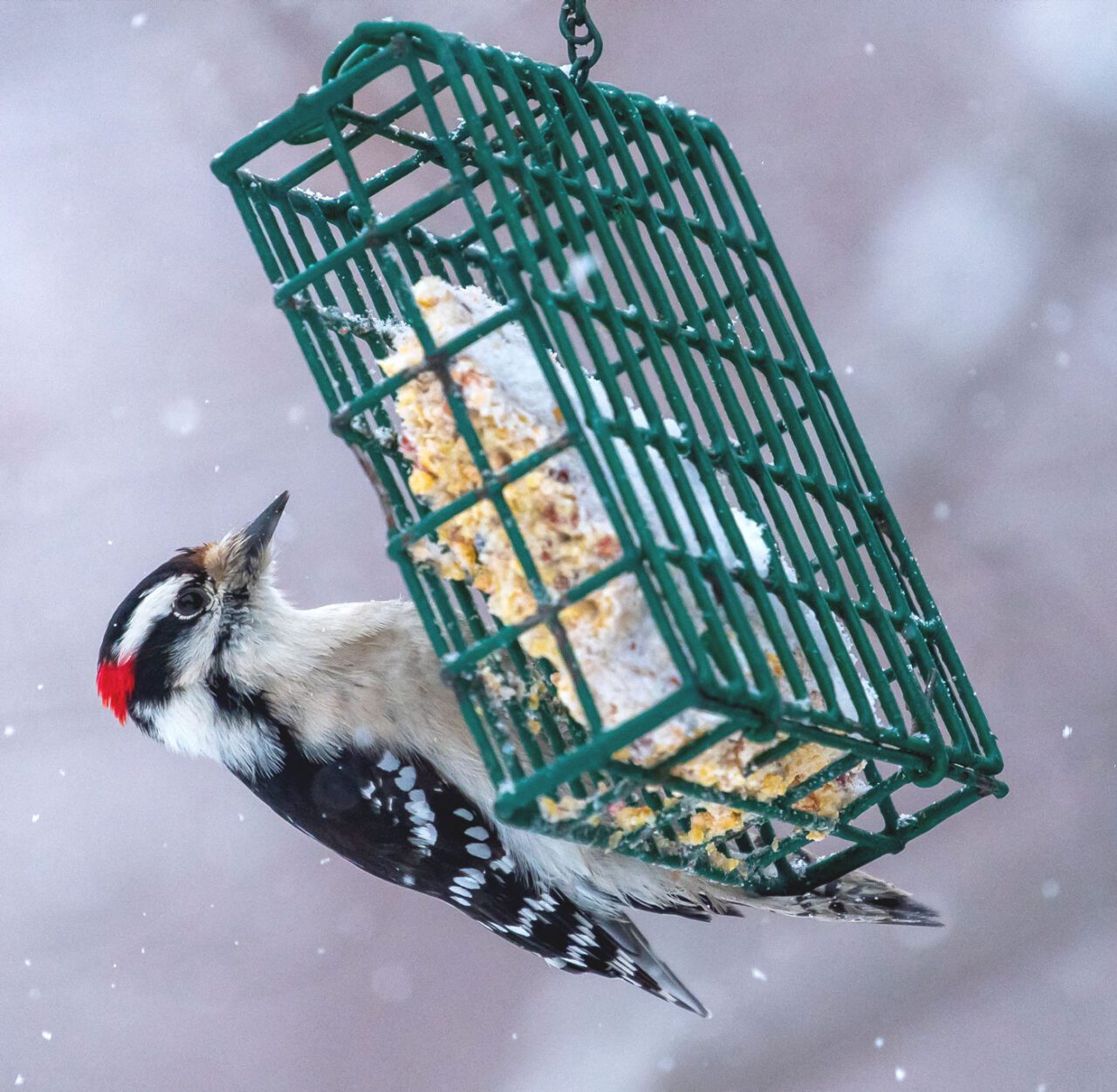 A black and white bird with a red spot on head, hangs on a cage bird feeder in the snow.