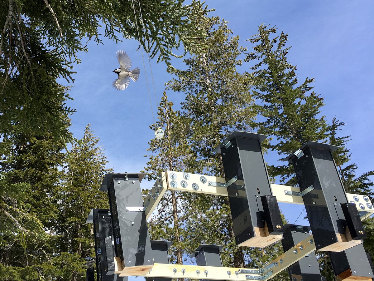 a chickadee flies away from a bird feeder array with evergreens in the background