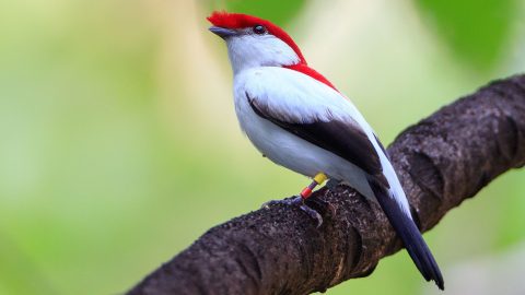 Araripe Manakin by Gerrit Vyn