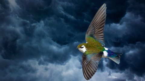 Violet-green Swallow by Jhoneil Centeno/Macaulay Library and Clouds by Kolganova Daria/Shutterstock.