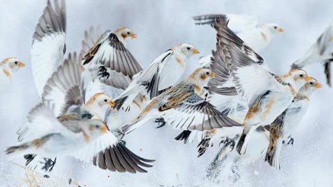 Snow Buntings by Earl Reinink