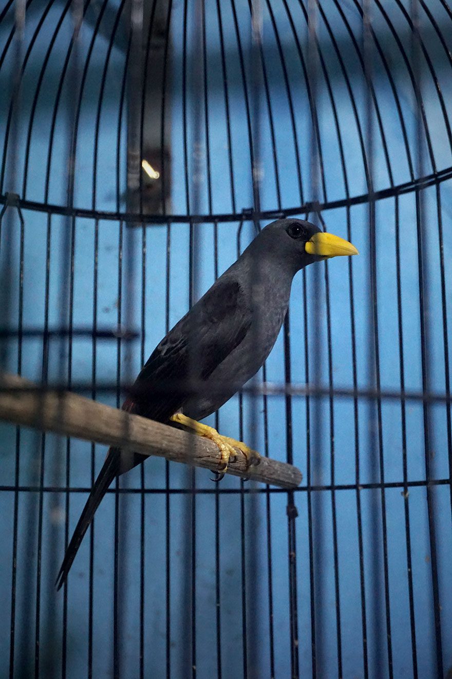 A black bird with large yellow bill in a cage.