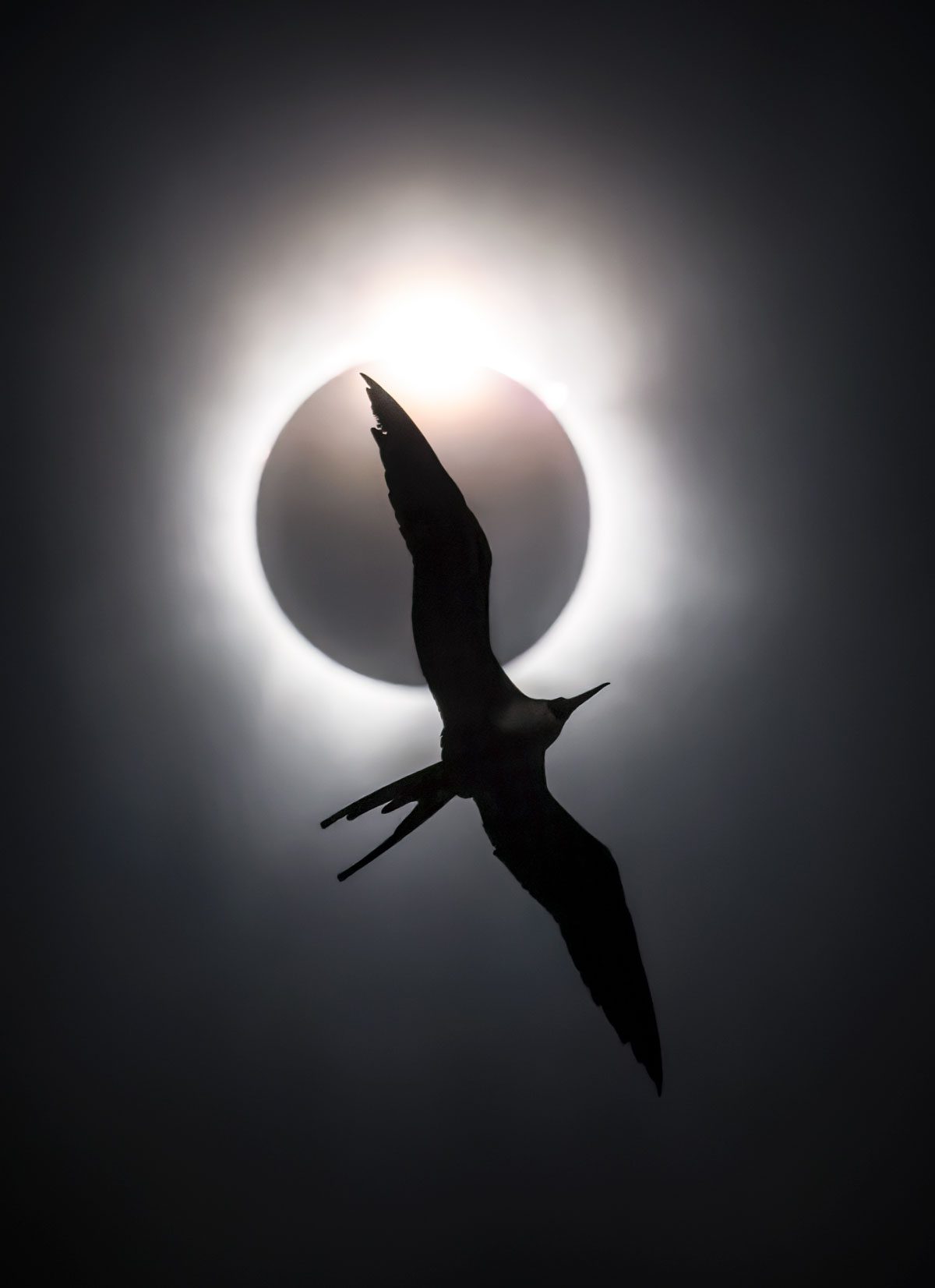 Black and white photo of a solar eclipse with a slender, long-winged bird with a fork tail flying in silhouette.